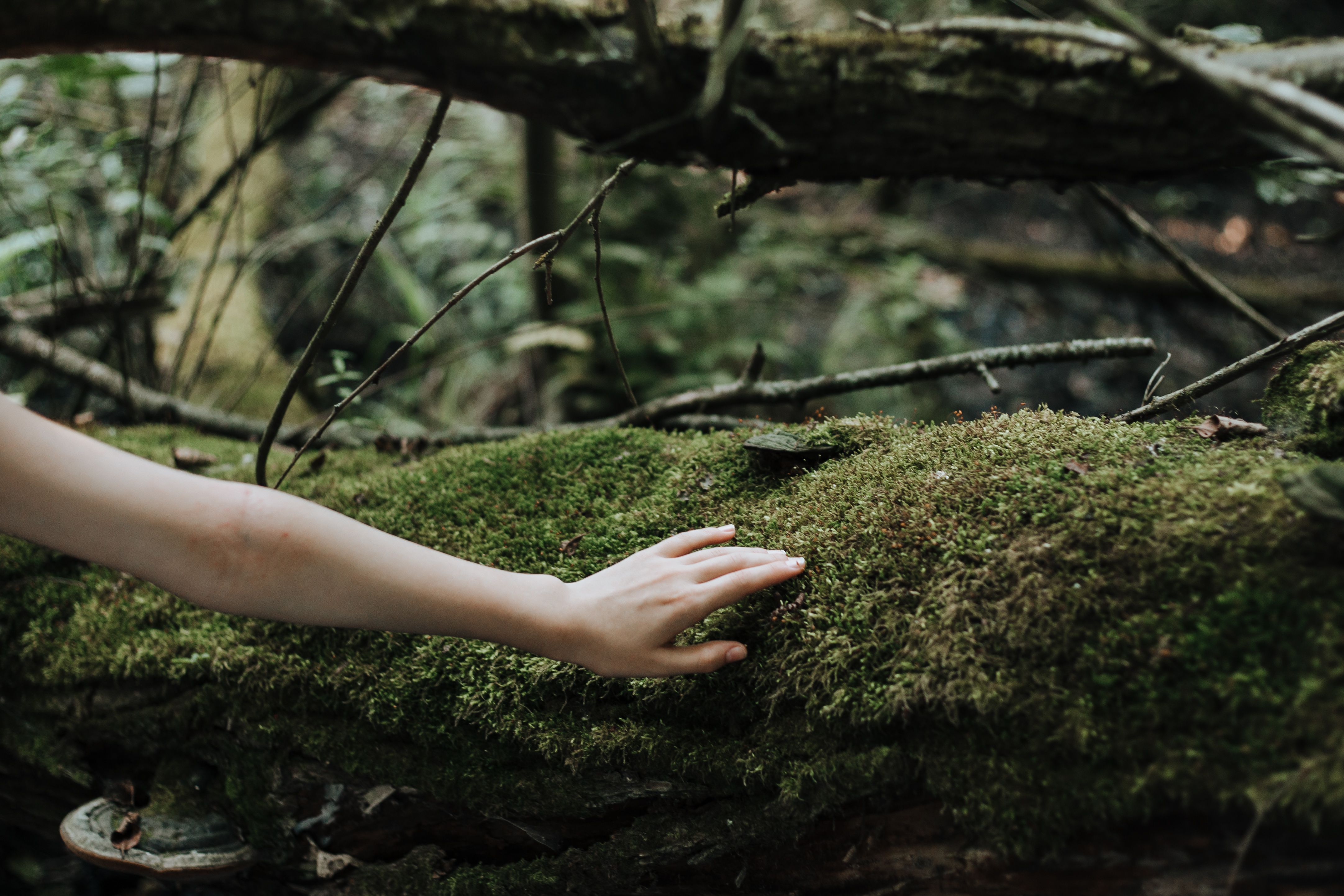 A hand reaching out to touch moss on a tree